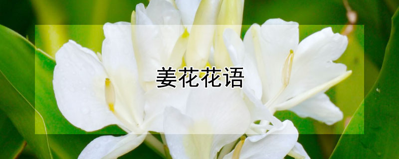 姜花花语（姜花花语和传说）