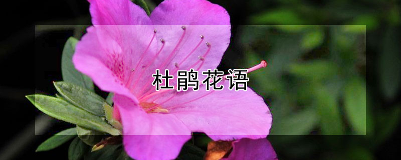 杜鹃花语（杜鹃花语象征与寓意）