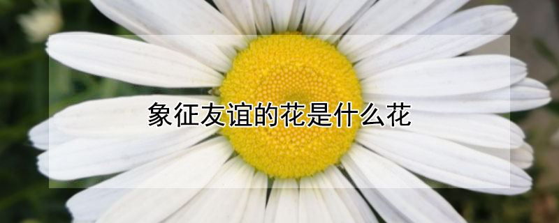 象征友谊的花是什么花