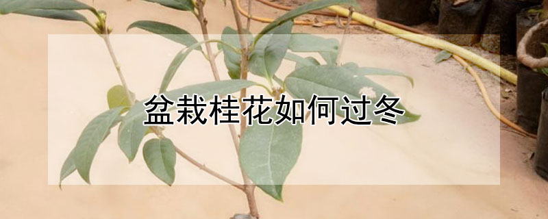 盆栽桂花如何过冬