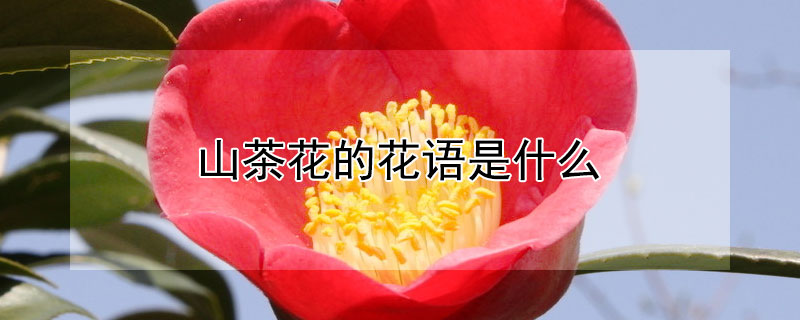 山茶花的花语是什么