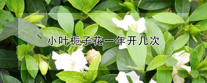 小叶栀子花一年开几次