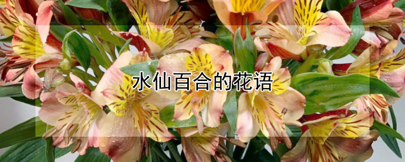 水仙百合的花语 水仙百合的花语和象征意义图片