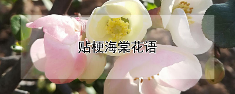 贴梗海棠花语