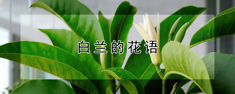 白兰的花语