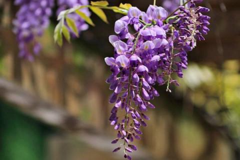 紫藤花的花语和寓意