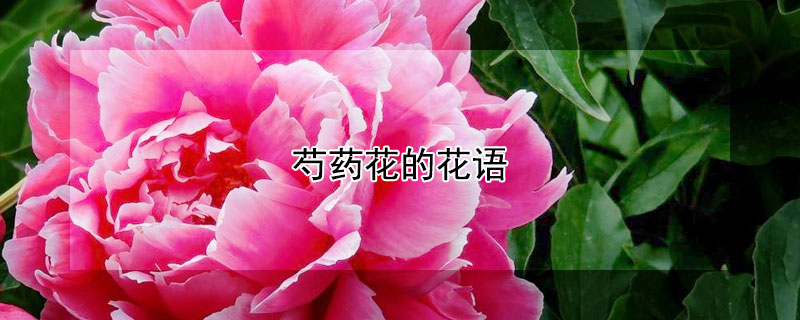 芍药花的花语