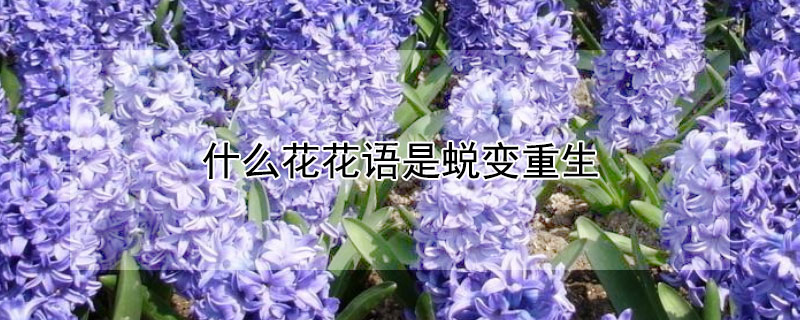 什么花花语是蜕变重生（什么花花语代表重生）