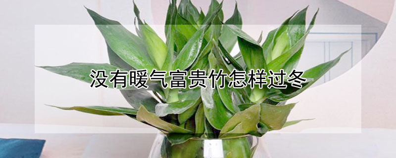 没有暖气富贵竹怎样过冬