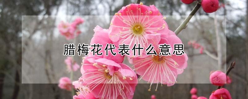 腊梅花代表什么意思