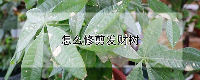 怎么修剪发财树