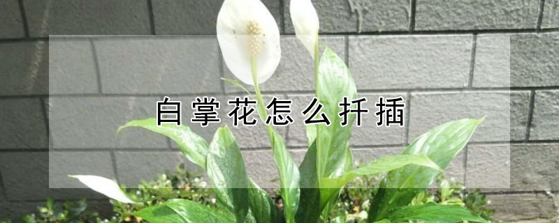 白掌花怎么扦插