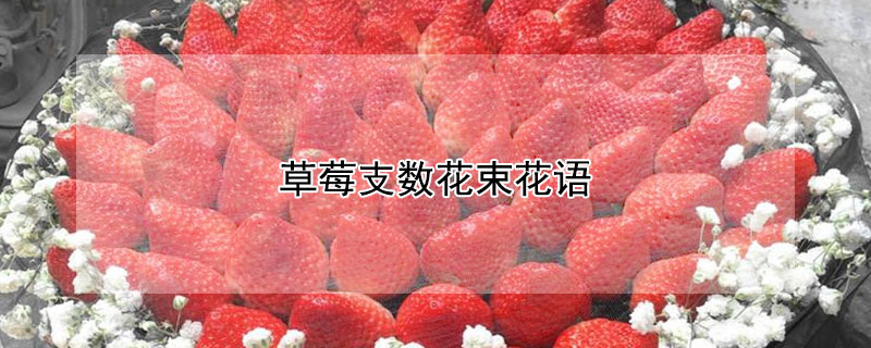草莓支数花束花语（草莓花束花语33支）