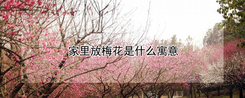 家里放梅花是什么寓意