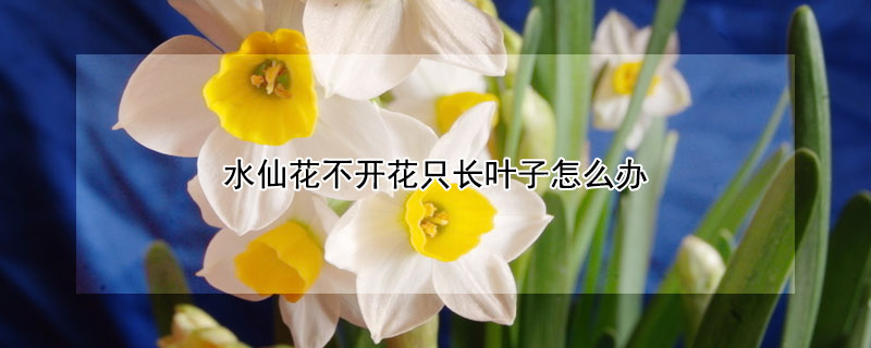 水仙花不开花只长叶子怎么办