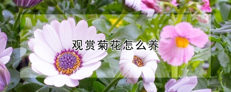 观赏菊花怎么养