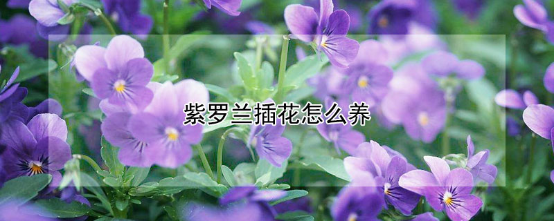 紫罗兰插花怎么养 紫罗兰插花养护
