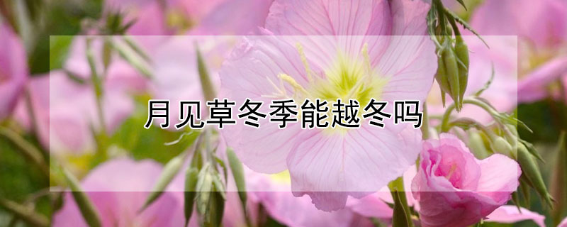 月见草冬季能越冬吗