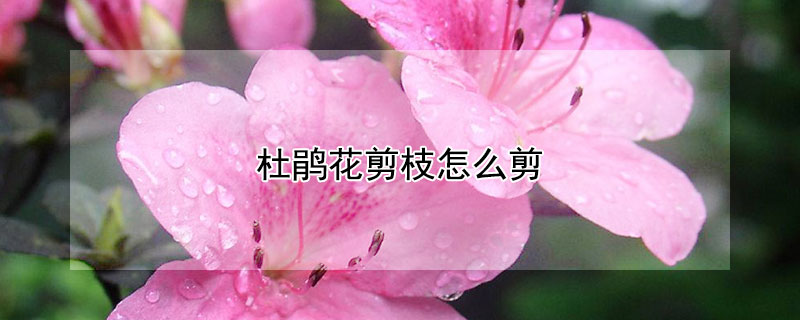 杜鹃花剪枝怎么剪（杜鹃花剪枝怎么剪视频）