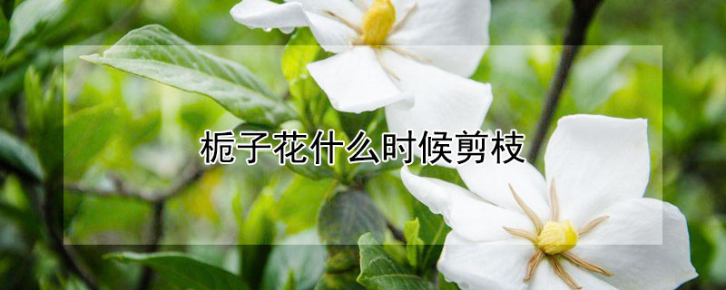 栀子花什么时候剪枝