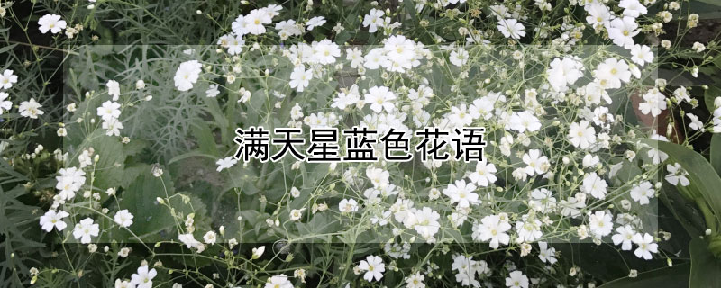 满天星蓝色花语