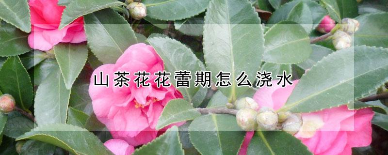 山茶花花蕾期怎么浇水