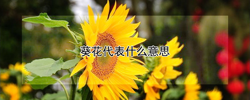 葵花代表什么意思