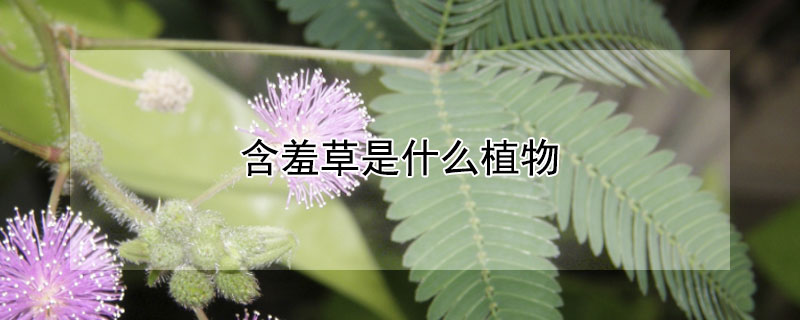 含羞草是什么植物 含羞草是什么植物适合什么环境