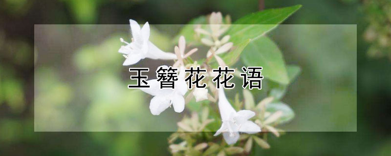 玉簪花花语 玉簪花花语是什么