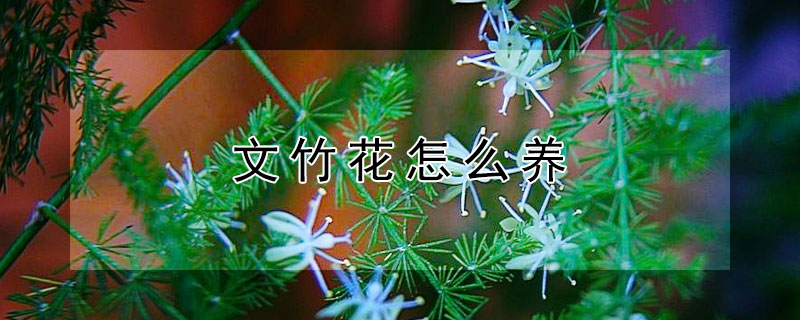 文竹花怎么养