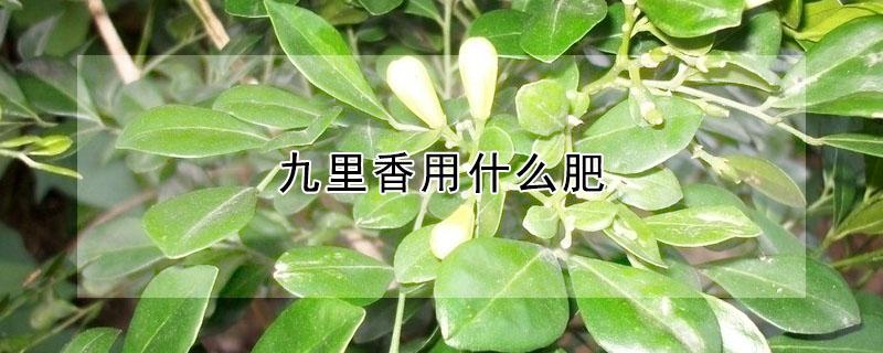 九里香用什么肥（九里香用什么肥料最好）