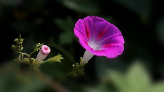 喇叭花花语 紫色喇叭花花语