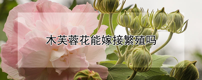 木芙蓉花能嫁接繁殖吗