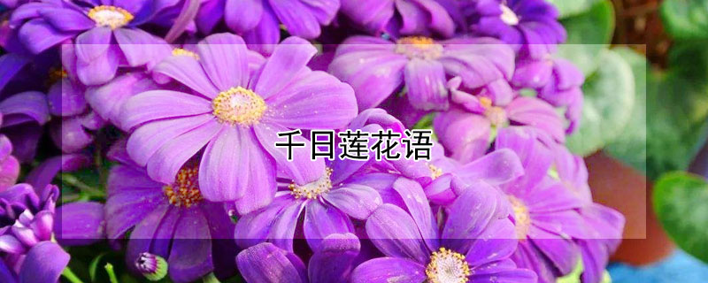 千日莲花语