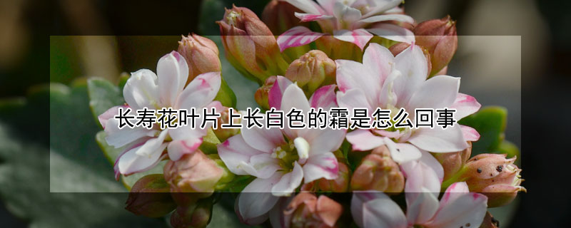 长寿花叶片上长白色的霜是怎么回事