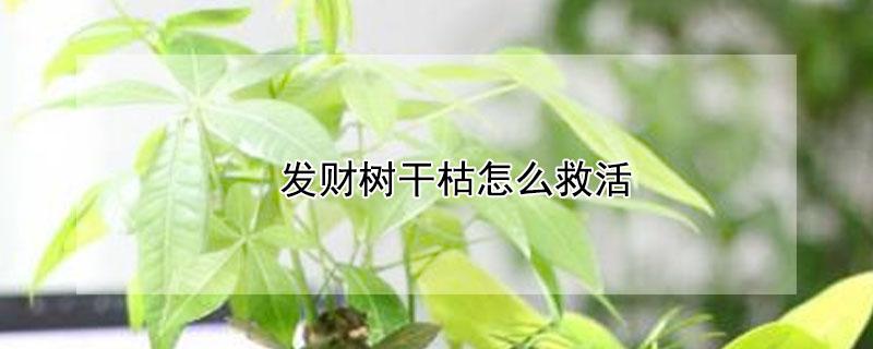 发财树干枯怎么救活