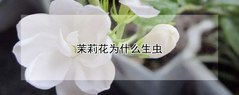 茉莉花为什么生虫