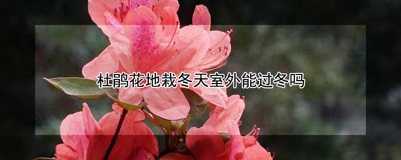 杜鹃花地栽冬天室外能过冬吗（杜鹃花地栽越冬）