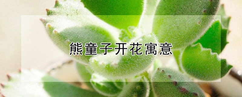 熊童子开花寓意