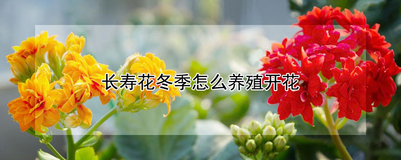 长寿花冬季怎么养殖开花