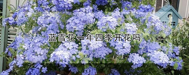 蓝雪花一年四季开花吗