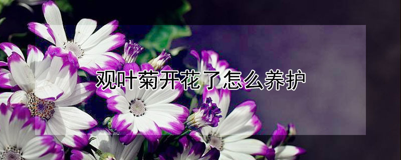 观叶菊开花了怎么养护