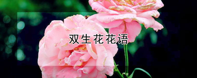 双生花花语（并蒂莲双生花花语）