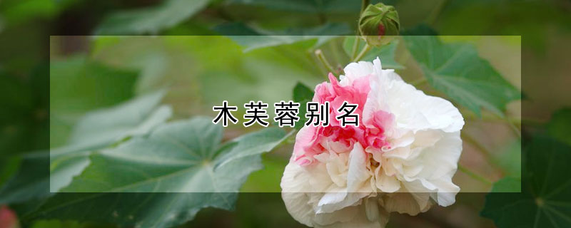 木芙蓉别名