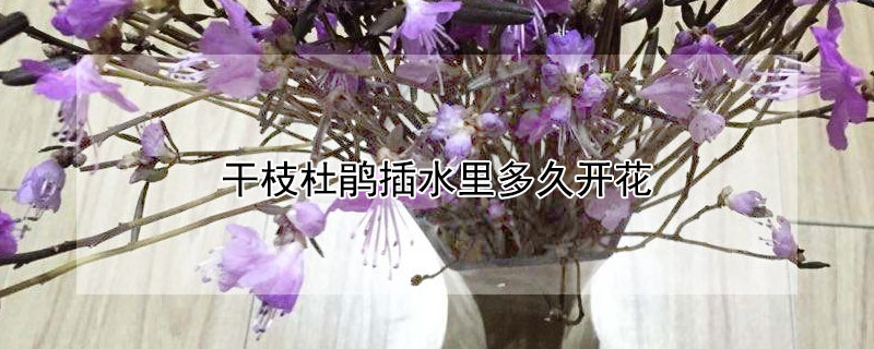 干枝杜鹃插水里多久开花（杜鹃花水插多久可以活）