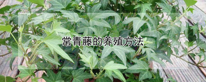 常青藤的养殖方法