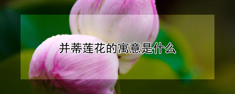 并蒂莲花的寓意是什么