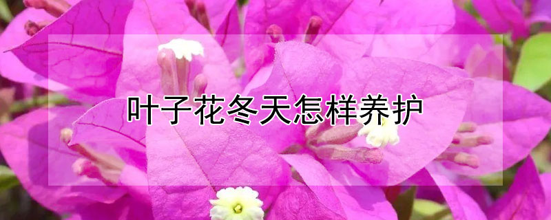 叶子花冬天怎样养护