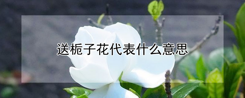 送栀子花代表什么意思