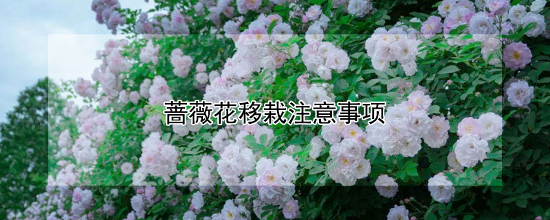 蔷薇花移栽注意事项